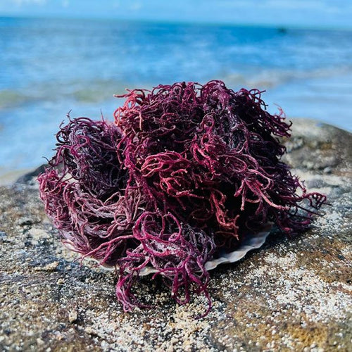 Raw Purple Rich SeaMoss